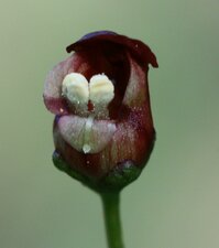 Scrophularia californica flower
